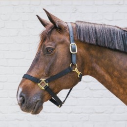 Kentucky Nylon Halter Breakaway