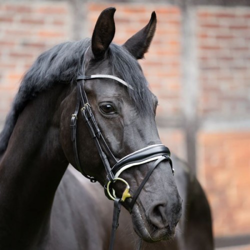 Kavalkade Browband Stardust