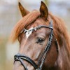 Kavalkade Browband Empress