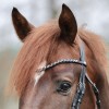 Kavalkade Browband Hopscotch
