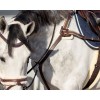 QHP Breastplate Ontario
