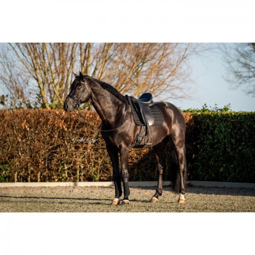 HB Showtime Saddlepad Glitty