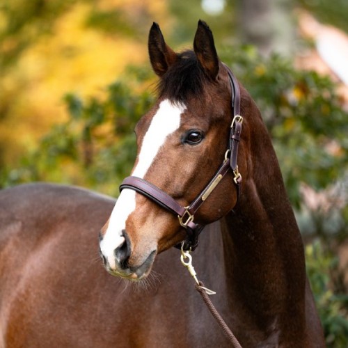 Kavalkade Leather Halter Cinta