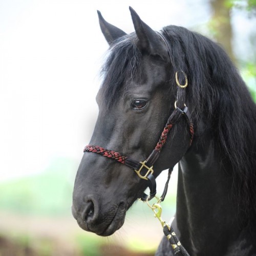 Kavalkade Braided Leather Halter Tessa