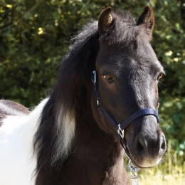 Kavalkade Shetty Halter Shorty