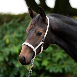 Kavalkade Foal Halter Leather