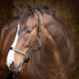 Harry's Horse Headcollar and lead Metallic II