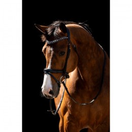 HB Showtime Bridle Jump Patent