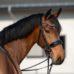 HB Showtime Double Bridle One in a Million