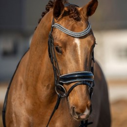 HB Showtime Bridle It Is So Special