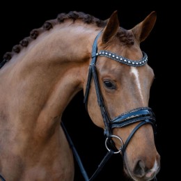 HB Showtime Bridle It Is So Special