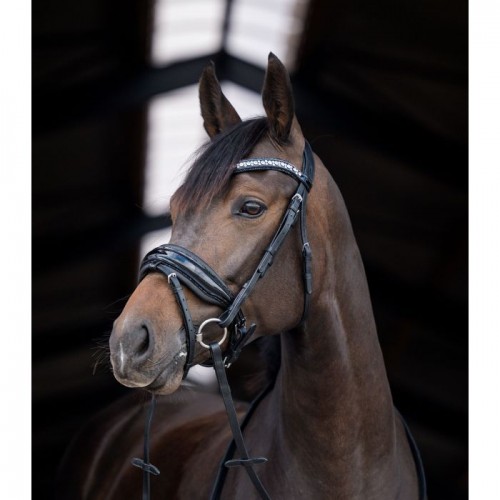 HB Showtime Bridle Stockholm