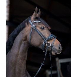 HB Showtime Bridle Stockholm