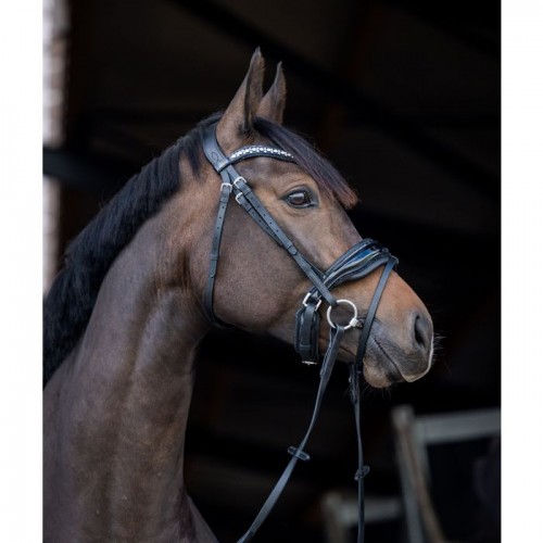 HB Showtime Bridle Stockholm