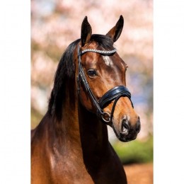 HB Showtime Bridle Fancy Patent