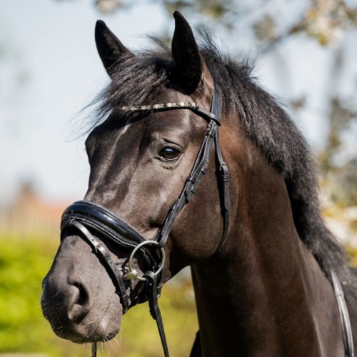 HB Showtime Bridle Evalira