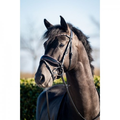 HB Showtime Bridle Evalira