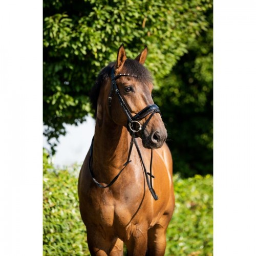 HB Showtime Bridle Sweet Dreams