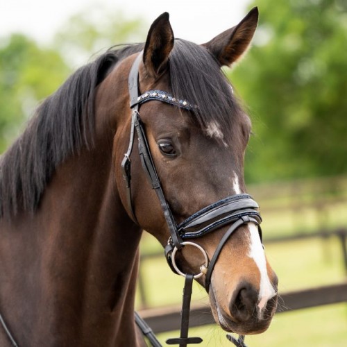 HB Showtime Bridle Las Vegas