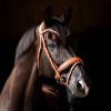HB Showtime Bridle Chestnut