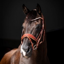 HB Showtime Bridle Ulani