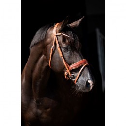 HB Showtime Bridle Ulani