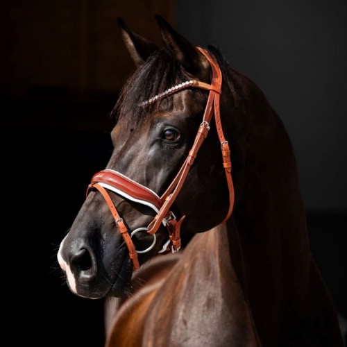 HB Showtime Bridle Ulani