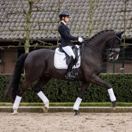 LeMieux Saddlepad Crystal Suede white