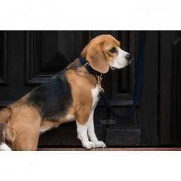 Kentucky Dog Lead Plaited Nylon