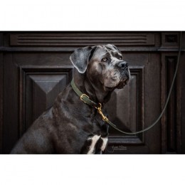 Kentucky Dog Lead Plaited Nylon