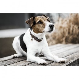 Kentucky Dog Collar Velvet Leather