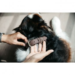 Kentucky Dog Collar Velvet Leather