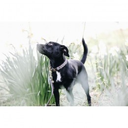 Kentucky Dog Collar Triangle