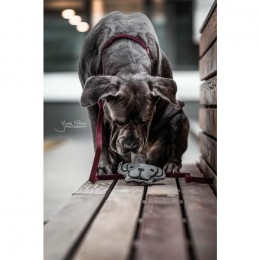 Kentucky Dog Toy Dog Head