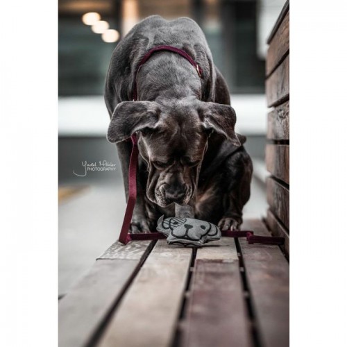 Kentucky Dog Toy Dog Head