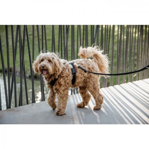 Kentucky Dog Harness Active Velvet