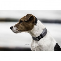 Kentucky Dog Collar Reflective