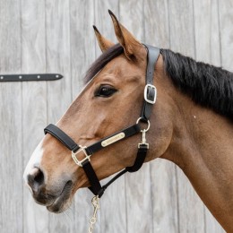 Kentucky Nylon Anatomic Halter