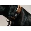 Kentucky Dog Collar Leopard
