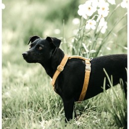 Kentucky Dog Harness Loop Velvet