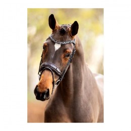 HB Showtime Bridle Great Escape