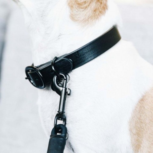 Kentucky Dog Collar Soft Rubber