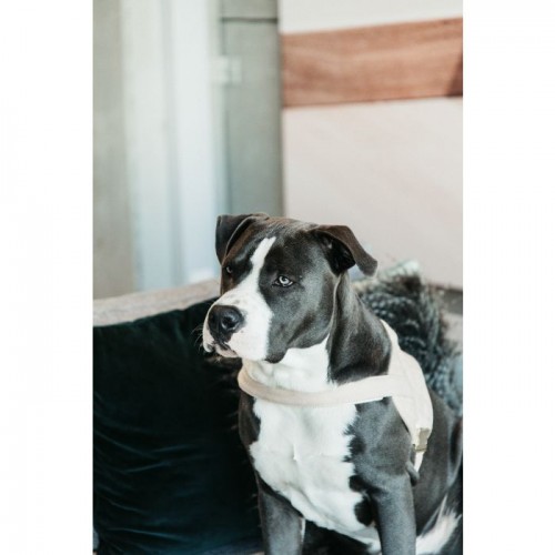 Kentucky Dog Harness Body Safe Wool