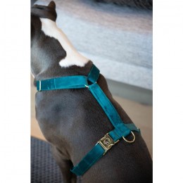Kentucky Dog Harness Loop Velvet