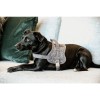 Kentucky Dog Harness Body Safe Wool