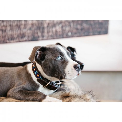 Kentucky Dog Collar Handmade pearls