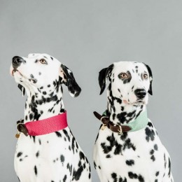 Kentucky Dog collar Jacquard