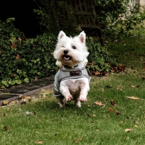 Kentucky Dog Coat Waterproof 160g Dusty Blue