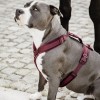 Kentucky Dog Harness Active Velvet