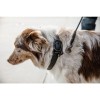 Kentucky Dog Collar Soft Rubber